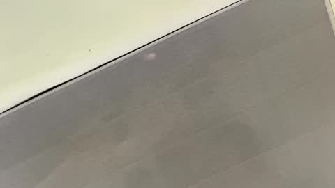 tali  online show from November 1, 2025, 3:36 pm