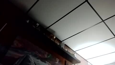 Snapshot of talldrink62 chatting on October 27, 2025, 2:48 am The Man of Steel online show from October 27, 2025, 2:48 am