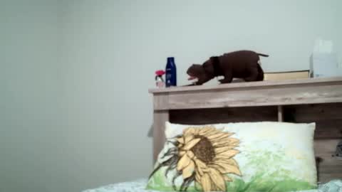 the_sam_ online show from February 8, 2025, 1:54 am