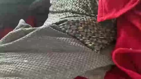 Snapshot of tom6644 chatting on January 9, 2025, 1:35 pm Tom online show from January 9, 2025, 1:35 pm