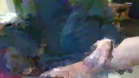 Topcat127 online show from January 26, 2025, 7:10 am