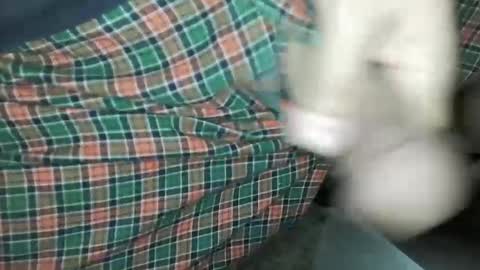 Snapshot of travelingmantla chatting on January 14, 2025, 7:06 am Daddy Edgalot online show from January 14, 2025, 7:06 am