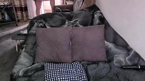 Snapshot of tviks chatting on November 20, 2025, 4:12 am Lana online show from November 20, 2025, 4:12 am