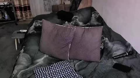 Snapshot of tviks chatting on November 20, 2025, 9:58 pm Lana online show from November 20, 2025, 9:58 pm