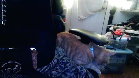 Snapshot of twackedntatted chatting on December 12, 2024, 7:37 pm TwackedNTatted online show from December 12, 2024, 7:37 pm