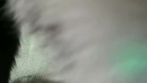 Snapshot of vulkan12p chatting on February 28, 2025, 7:56 pm Daniel online show from February 28, 2025, 7:56 pm