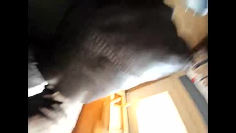 Snapshot of wildman2900 chatting on February 4, 2025, 4:39 pm wildman2900 online show from February 4, 2025, 4:39 pm