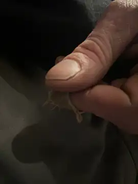 Snapshot of Followthepiper chatting on February 5, 2025, 2:40 am Followthepiper online show from February 5, 2025, 2:40 am