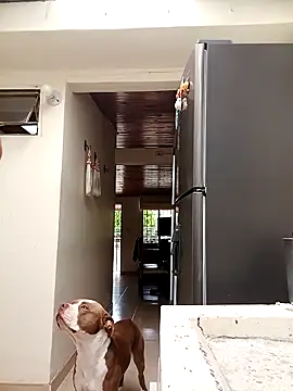 Snapshot of sebasxx97 chatting on March 10, 2025, 7:40 pm sebasxx97 online show from March 10, 2025, 7:40 pm