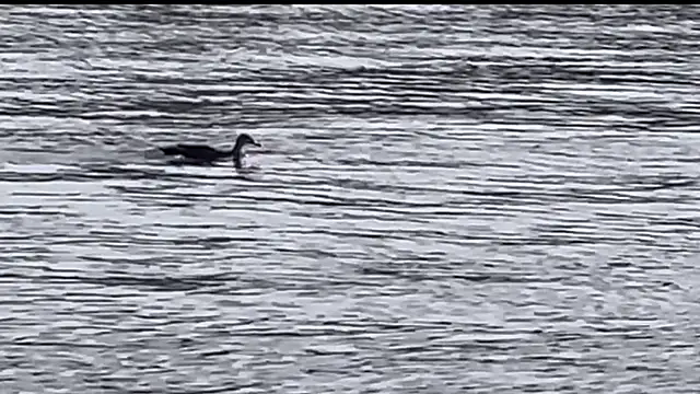 Snapshot of tokimori chatting on February 28, 2025, 6:54 am tokimori online show from February 28, 2025, 6:54 am