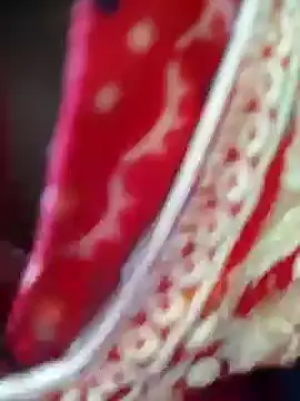 Bengoli--bhabhi online show from February 22, 2025, 4:18 am