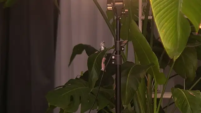 Snapshot of EmilyRaymont chatting on October 6, 2025, 4:10 am EmilyRaymont online show from October 6, 2025, 4:10 am