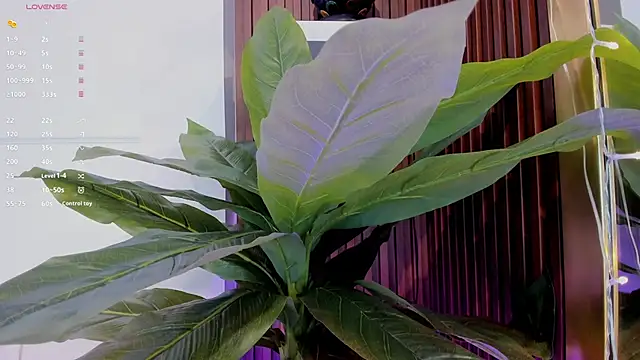 Anybuny online show from January 20, 2025, 11:35 am