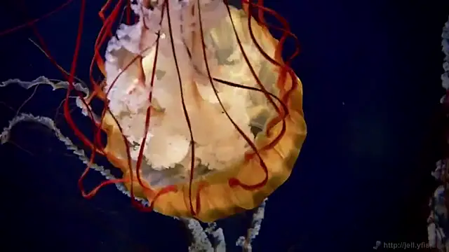 streamy test12 online show from November 24, 2025, 12:27 pm