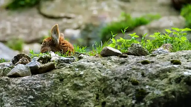 streamy test15 online show from February 7, 2025, 3:52 pm