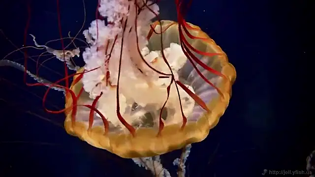 streamy test15 online show from September 18, 2025, 12:18 pm