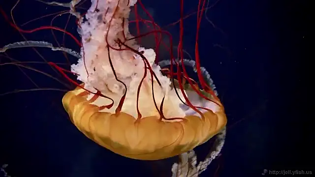 streamy test15 online show from September 22, 2025, 11:34 am