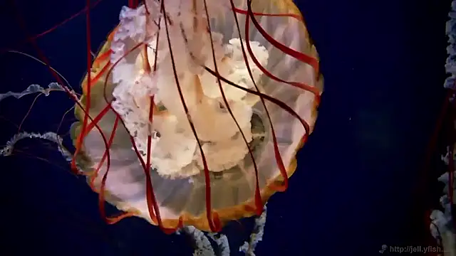 streamy test15 online show from September 24, 2025, 7:55 am