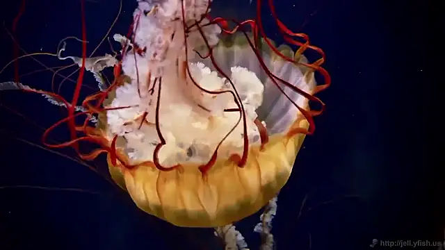 streamy test15 online show from November 4, 2025, 11:53 am