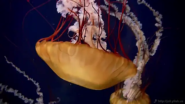 streamy test15 online show from December 4, 2025, 3:10 pm