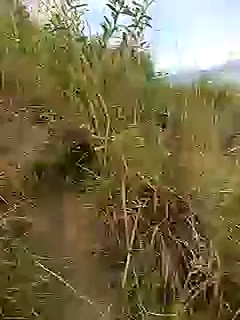 Snapshot of brigitht chatting on January 30, 2025, 12:59 pm brigitht online show from January 30, 2025, 12:59 pm