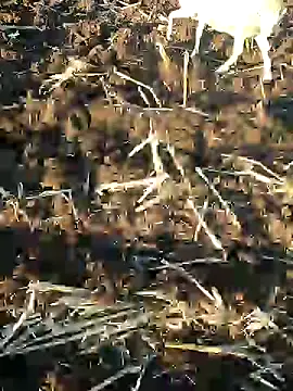 Snapshot of murokkk31 chatting on January 9, 2025, 1:24 pm murokkk31 online show from January 9, 2025, 1:24 pm