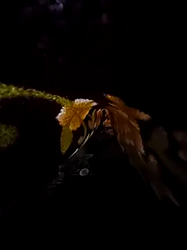 Snapshot of SageElement2 chatting on March 14, 2025, 8:17 pm SageElement2 online show from March 14, 2025, 8:17 pm