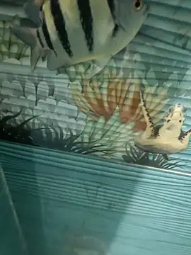 Snapshot of Mr_joh chatting on November 7, 2025, 6:02 am Mr joh online show from November 7, 2025, 6:02 am