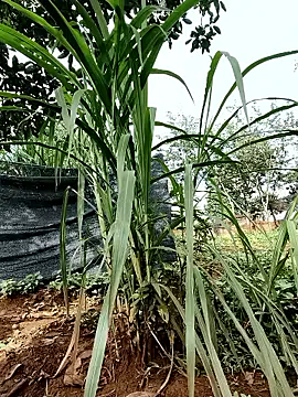 Betty20zx online show from September 13, 2025, 1:16 am