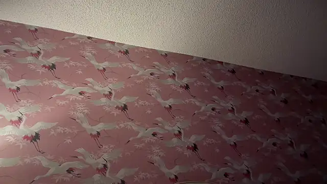 Snapshot of Youngjoshy chatting on November 13, 2025, 7:40 am Youngjoshy online show from November 13, 2025, 7:40 am