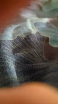 WelshXXX online show from January 20, 2025, 10:26 pm