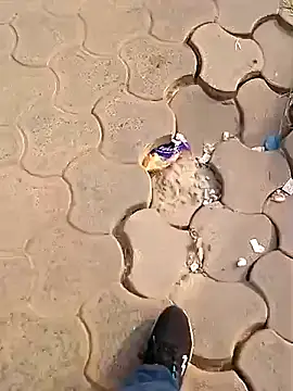 Snapshot of Raj41 chatting on December 2, 2025, 2:50 am Raj41 online show from December 2, 2025, 2:50 am