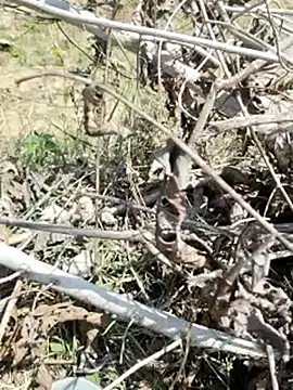 Snapshot of cute1gfbf chatting on March 5, 2025, 7:05 am cute1gfbf online show from March 5, 2025, 7:05 am