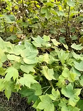 himvilohi08 online show from October 23, 2025, 11:42 am