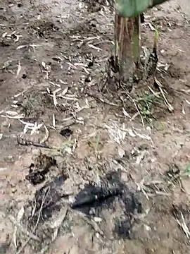 mehedi86485 online show from October 6, 2025, 9:51 am