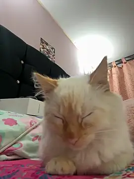 saranghae  online show from November 11, 2025, 3:50 am