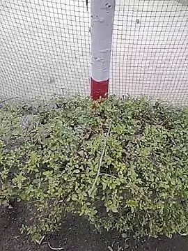 Snapshot of monty935 chatting on December 4, 2025, 11:41 am monty935 online show from December 4, 2025, 11:41 am