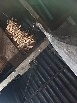  Helala  online show from October 17, 2025, 11:07 pm