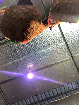 Snapshot of leehank01 chatting on November 15, 2025, 4:03 pm leehank01 online show from November 15, 2025, 4:03 pm