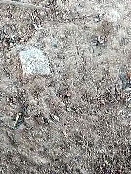 Snapshot of Suman_ji1 chatting on October 11, 2025, 8:24 am Suman ji1 online show from October 11, 2025, 8:24 am