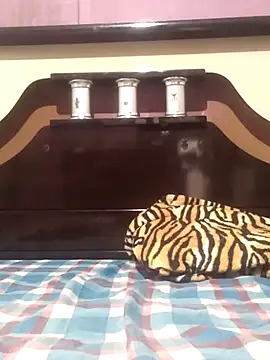 Cachorrinha2025 online show from November 13, 2025, 8:30 pm