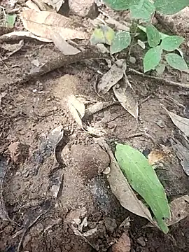 Snapshot of telugumodda4396 chatting on October 14, 2025, 5:30 am telugumodda4396 online show from October 14, 2025, 5:30 am