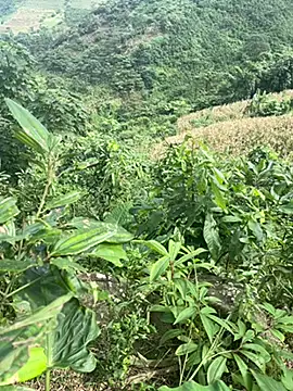 Snapshot of hi-hi-zz chatting on November 14, 2025, 5:50 am hi-hi-zz online show from November 14, 2025, 5:50 am