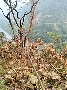 Mising5022 online show from December 4, 2025, 6:55 am