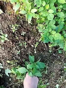 Snapshot of Fish_yellow chatting on December 14, 2025, 9:47 am Fish yellow online show from December 14, 2025, 9:47 am