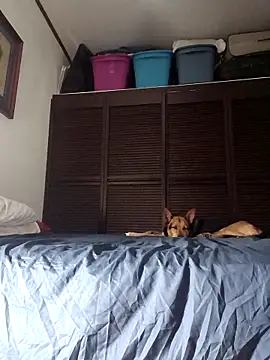 Snapshot of elargon_dawn chatting on November 20, 2025, 3:50 am elargon dawn online show from November 20, 2025, 3:50 am