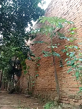 Snapshot of Jorgebenitez_1 chatting on October 28, 2025, 2:20 pm Jorgebenitez 1 online show from October 28, 2025, 2:20 pm