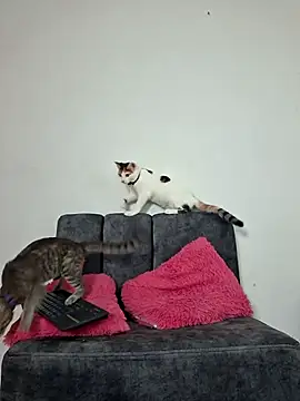 Mia fox29 online show from November 13, 2025, 11:20 am