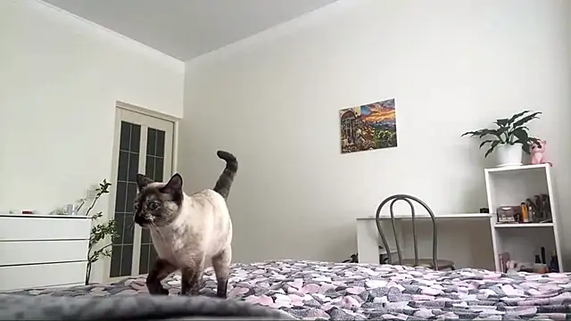 Snapshot of GingerMikos chatting on November 6, 2025, 8:04 am GingerMikos online show from November 6, 2025, 8:04 am