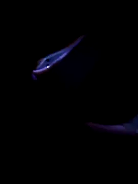 fireblond01 online show from November 12, 2025, 2:34 am